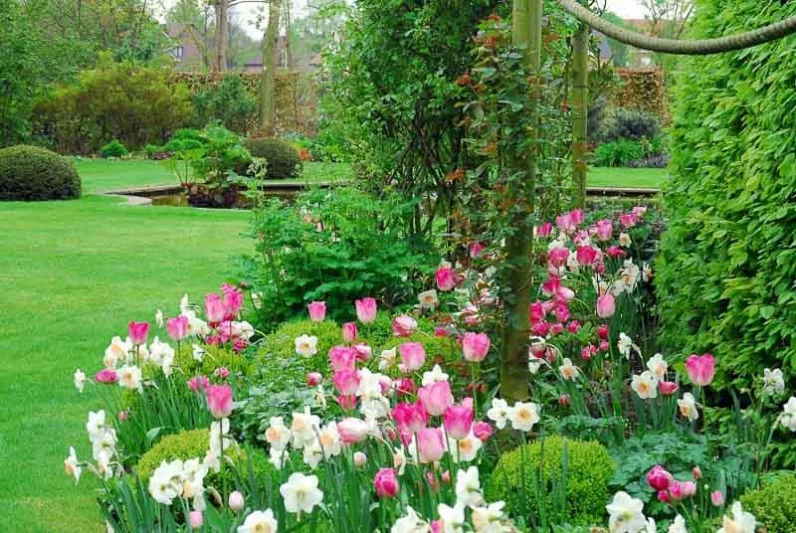 tulip gander's rhapsody, spring garden