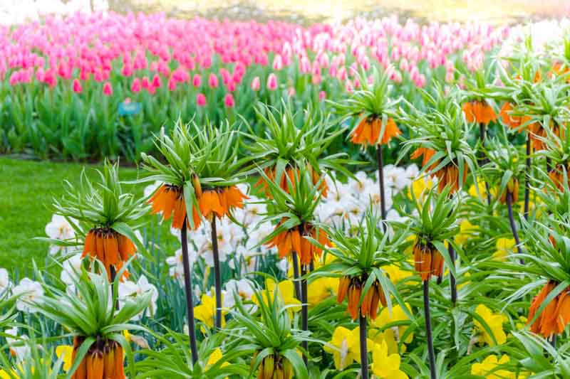 Fritillaria Varieties