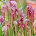 Sarracenia