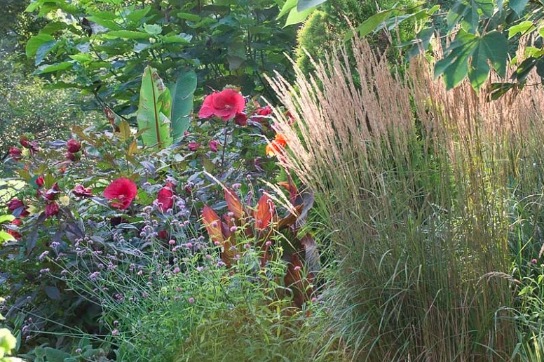 summer Garden, Hibiscus, Verbena, Calamagrostis acutiflora