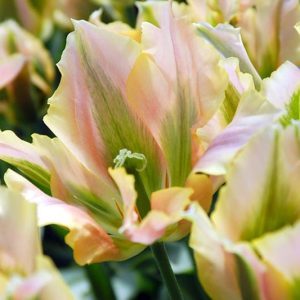 Viridiflora Tulips, Spring Bulbs, Spring Flowers, Tulip Spring Green,  Tulip Artist, Tulip Esperanto, Tulip Groenland, Tulip Greenland, Tulip China Town