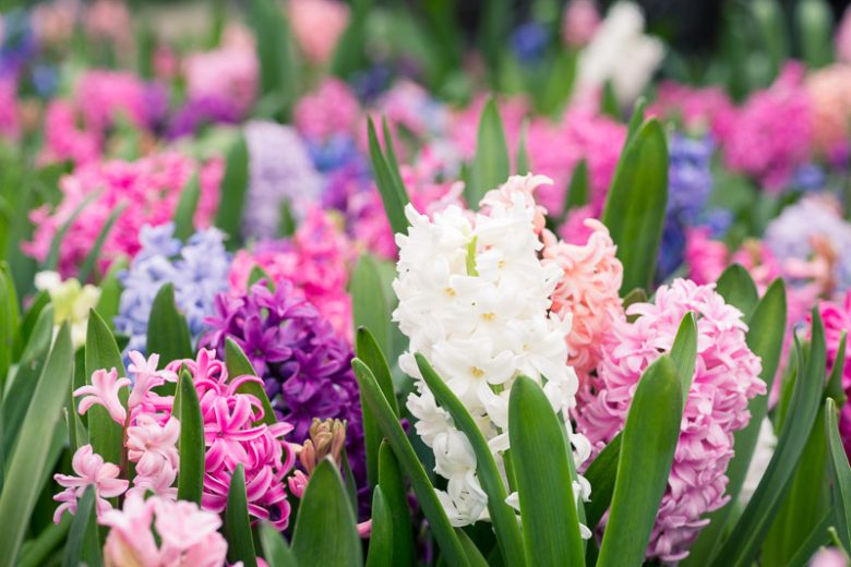 Dutch hyacinth, Dutch Hyacinth, Hyacinthus Orientalis, Common Hyacinth, Spring Bulbs, Spring Flowers, early spring bulbs, fragrant bulbs, White Hyacinth, Blue Hyacinth, Pink Hyacinth, Mauve hyacinth, Yellow Hyacinth