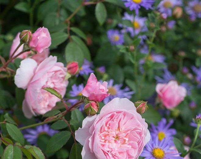 Perennial Combinations, Rose Combinations, Summer Borders, Planting Roses, Rose Gardening, Designing with Roses, English Roses, Rose Wisley 2008, Aster x frikartii Monch, Rosa Wisley 2008, Pink English Roses, Aster Monch, Purple Aster