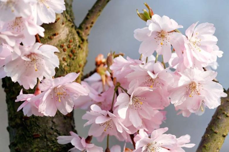 Prunus x subhirtella, Higan Cherry, Winter-Flowering Cherry, Spring Cherry, Rosebud Cherry, Spring flowers, White flowers, Pink flowers, fragrant flowers