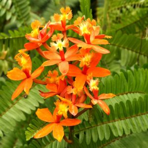 Reed-Stem Epidendrum, Reed Orchids, Ground-Rooting Orchid, Crucifix Orchid, Five Star Orchid, Rainbow Orchid, Fragrant Orchids, Easy to grow Orchids,