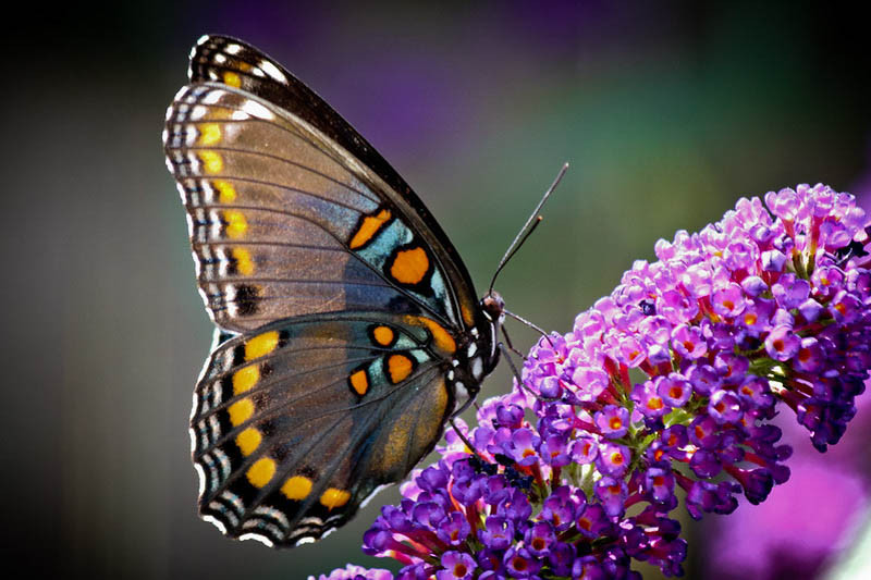 Buddleja davidii, Butterfly Bush, Butterfly resting on butterfly bush flowers