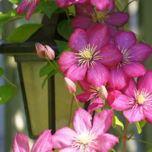 Clematis, Late Large Flowered Clematis, Late Clematis, Large flowered Clematis, Group 3 Clematis, Purple Clematis, Long blooming Clematis, Red Clematis, pink Clematis, blue Clematis