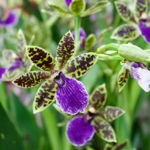 Zygopetalum, Easy to grow Orchids