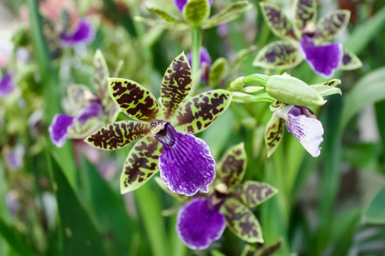 Zygopetalum, Easy to grow Orchids