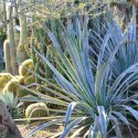 Agaves, century plants, agave americana, agave victoriae-reginae,agave parryi, agave shawii, agave blue flame, agave blue glow, blue agaves, variegated agaves, agave attenuata
