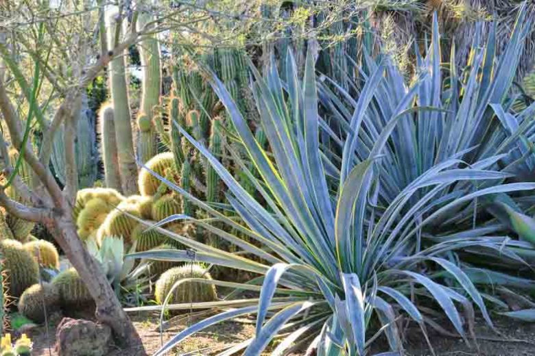 Agaves, century plants, agave americana, agave victoriae-reginae,agave parryi, agave shawii, agave blue flame, agave blue glow, blue agaves, variegated agaves, agave attenuata