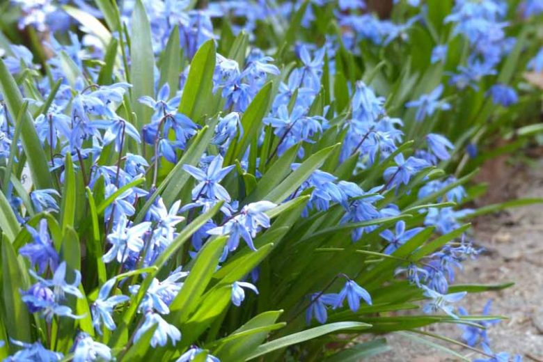 Scilla Siberica, Siberian Squill, Spring Beauty, Bulbs Design, Spring Bulbs,Early spring flowers, mid spring flowers, blue flowers in spring