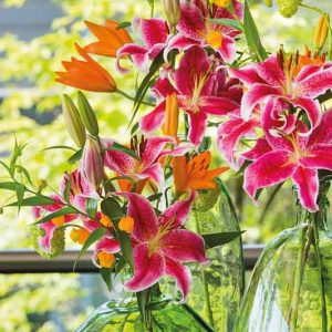 Companion Plants for Lilies