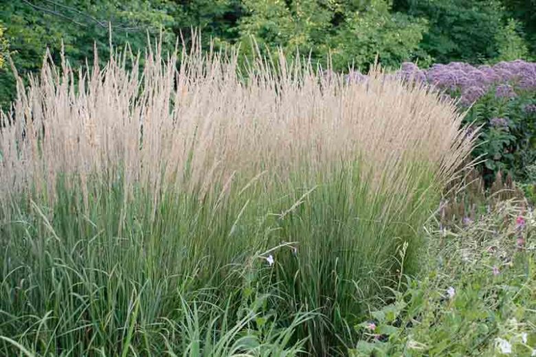 Feather Reed Grass, Calamagrostis x Acutiflora, 'Karl Foerster', Deer resistant plant, Karl Foerster grass