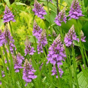 Dactylorhiza, Marsh Orchids, Hardy Orchids, Garden Orchids, Spotted Orchids, Purple Orchids, Dactylorhiza majalis, Dactylorhiza maculata, Dactylorhiza elata, Dactylorhiza fuchsii, Dactylorhiza purpurella