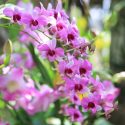 Dendrobium, Orchids, Easy to grow Orchids, Dendrobium phalaenopsis, Dendrobium spatulata, Dendrobium latouria, Dendrobium formosae