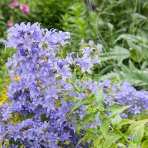 Campanula Lactiflora, Milky Bellflower, Cottage garden plants