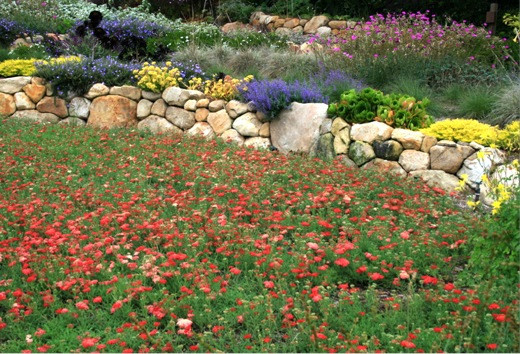 Achillea Paprika, Yarrow Paprika, Achillea Millefolium Paprika, summer flowering perennial, drought tolerant perennial, red flowering perennial