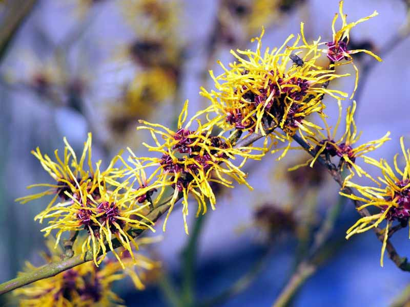 Witch Hazel Magic: Healing Powers & Captivating Blooms