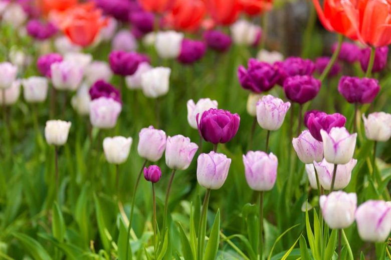 Tulipa Shirley, Tulip 'Shirley', Triumph Tulip 'Shirley', Triumph Tulips, Spring Bulbs, Spring Flowers, White tulip, Purple Tulip