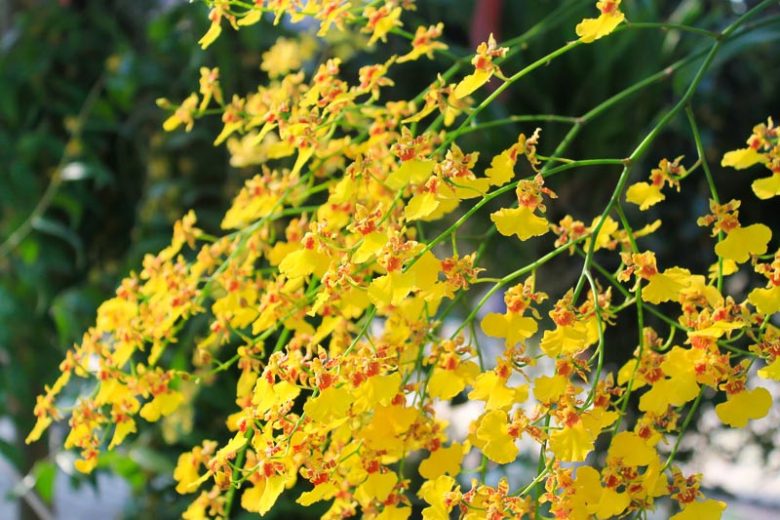 Oncidium, Dancing Lady Orchids, Butterfly Orchids, Fragrant Orchids, Easy to grow Orchids,