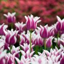 Tulipa Ballade,Tulip 'Ballade', Lily-Flowered Tulip 'Ballade', Lily-Flowering Tulip 'Ballade', Lily-Flowered Tulips, Spring Bulbs, Spring Flowers,Tulipe Ballade, Lily Flowered Tulip, Lily Flowering Tulip, Bicolor Tulip, Purple Tulip