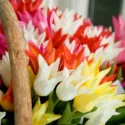 Lily-Flowered Tulips, Spring Bulbs, Spring Flowers, Tulip Ballade,Tulip Ballerina,Tulip China Pink,Tulip Mariette,Tulip May Time,Tulip West Point,Tulip Yonina,Tulip Marilyn, Late spring tulip