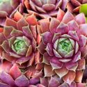 Sempervivum (Houseleeks), Houseleeks, Hens and Chicks, succulent, evergreen succulent, drought tolerant perennial, drought tolerant plant