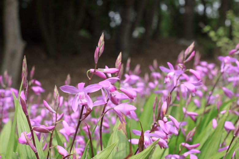 Bletilla, Hardy Orchids, Hardy Orchid, Chinese Ground Orchid, Hyacinth Orchid, Bletilla hyacinthina, Bletia hyacinthina, Bletia striata