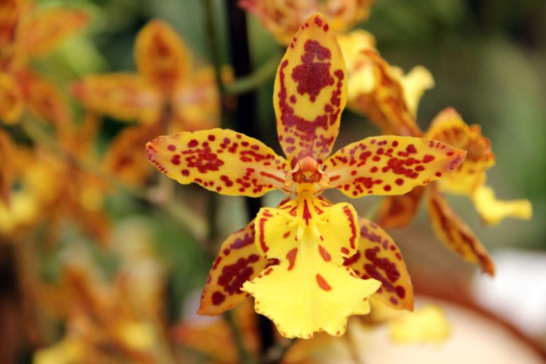Butterfly Orchids, Odontoglossum, Ornithidium, Osmoglossum, Easy to grow Orchids, Home Orchids