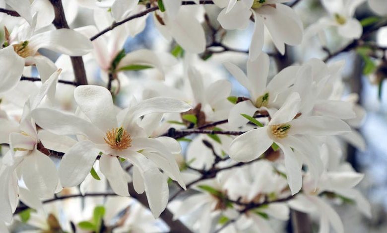 Magnolia stellata, Star Magnolia, White magnolia, Winter flowers, Spring flowers, White flowers, fragrant trees, fragrant flowers