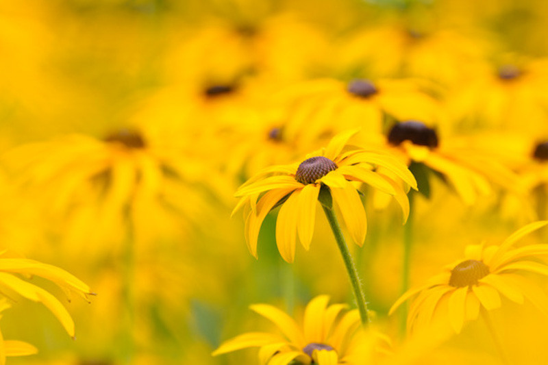 Rudbeckia Fulgida, Black-Eyed Susan, Showy Black-Eyed Susan, Orange Coneflower, Newman's Coneflower, Deam's Coneflower, late summer perennial, golden flowers, yellow perennial