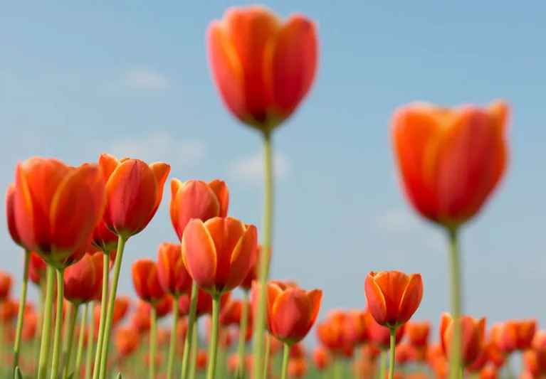 Tulip Darwin Hybrid Beauty Of Spring - 20 Bulbs - Longfield Gardens
