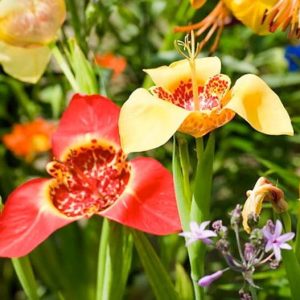 Tigridia Pavonia, Peacock Flower, Tiger Flower, Jockey's Cap Lily, Mexican Shell Flower