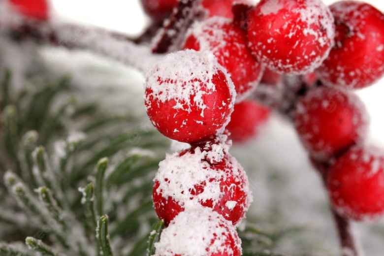 Winter berries, red berries