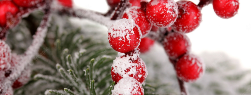 Winter berries, red berries