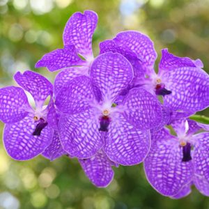 Vanda, Vanda Orchids, Fragrant Orchids, Easy to grow Orchids,
