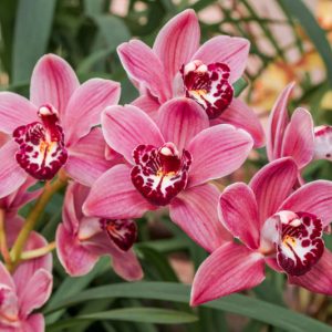 Cymbidium, Boat Orchids, Fragrant Orchids, Easy to grow Orchids,