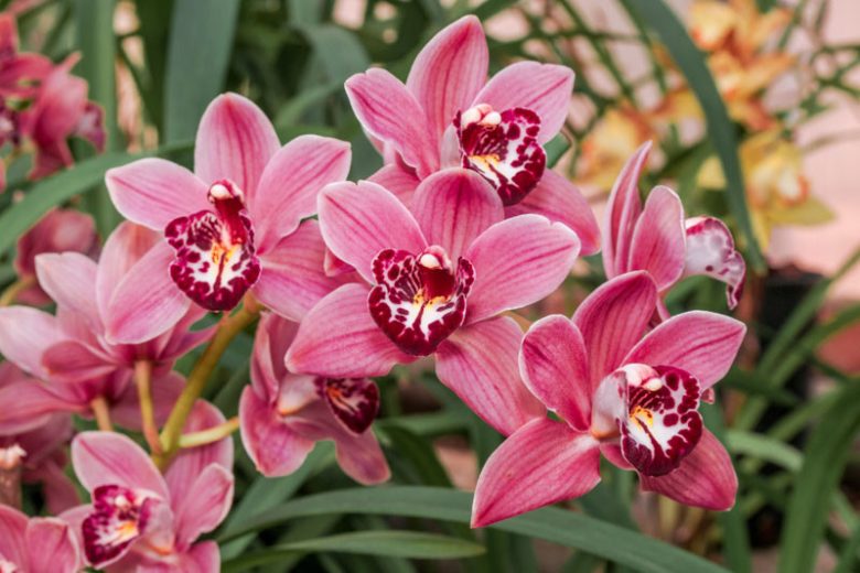 Cymbidium, Boat Orchids, Fragrant Orchids, Easy to grow Orchids,