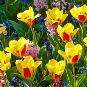 Kaufmanniana Tulips, Waterlily Tulips, Spring Bulbs, Spring Flowers, tulip Verdi, tulip heart's delight, tulip Johann Strauss,tulip Scarlet Baby,tulip  Showwinner,tulip  Stresa, Bulbs Design, Spring Bulbs, Fall Bulbs, Landscaping Design, Garden Ideas