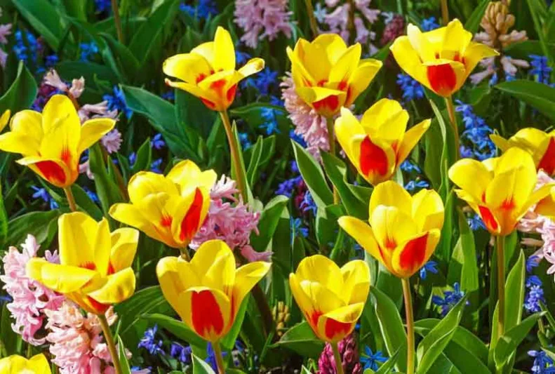 Kaufmanniana Tulips, Waterlily Tulips, Spring Bulbs, Spring Flowers, tulip Verdi, tulip heart's delight, tulip Johann Strauss,tulip Scarlet Baby,tulip  Showwinner,tulip  Stresa, Bulbs Design, Spring Bulbs, Fall Bulbs, Landscaping Design, Garden Ideas