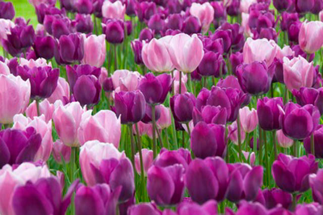 Spring Combination Ideas, Bulb Combinations, Plant Combinations, Flowerbeds Ideas, Spring Borders, Tulip Negrita, Purple Tulip, Tulip Shirley, Tulip Early Glory, Tulipa Negrita, Tulipa Shirley,