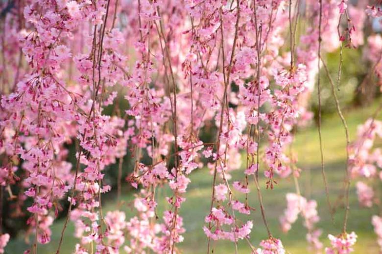 Prunus pendula, Weeping Cherry, Weeping Spring Cherry, Spring flowers, White flowers, Pink flowers, fragrant flowers