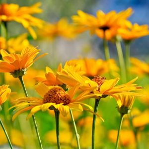 Heliopsis  Helianthoides information, False Sunflower information, Sunflower Heliopsis information, Oxeye Sunflower information