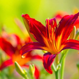 Hemerocallis, daylilies, Daylily, Day Lilies, summer flowers, drought tolerant flower, day lily, Hemerocallidaceae, best perennials, plant