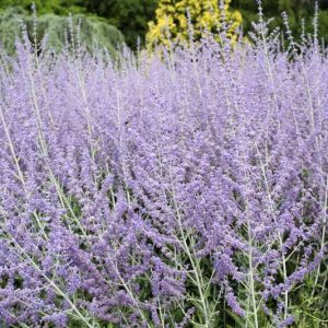 Perovskia atriplicifolia, Russian Sage, Perovskia, Blue Summer Flowers, Blue Perennial, Drought Tolerant Flowers, Drought Tolerant Perennials