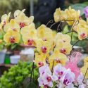 Phalaenopsis, Moth Orchids, Easy to grow Orchids