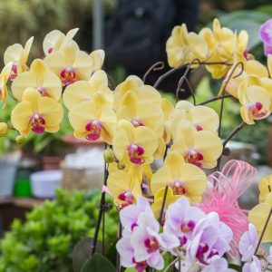 Phalaenopsis, Moth Orchids, Easy to grow Orchids