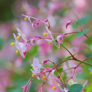Begonia grandis, Hardy Begonias, Shade Perennials, Pink flowers, White Flowers, Summer perennials