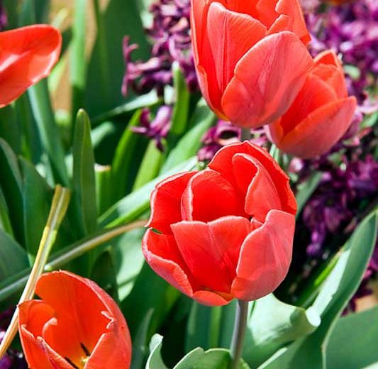 Tulipa Couleur Cardinal, Tulip 'Couleur Cardinal', Single Early Tulip 'Couleur Cardinal', Single Early Tulips, Spring Bulbs, Spring Flowers, Tulipe Couleur Cardinal, Red Tulips